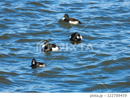 湖で泳ぐキンクロハジロの群れ 122789459