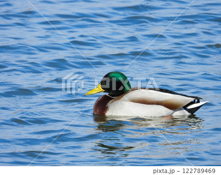 川で泳ぐマガモのオス 122789469