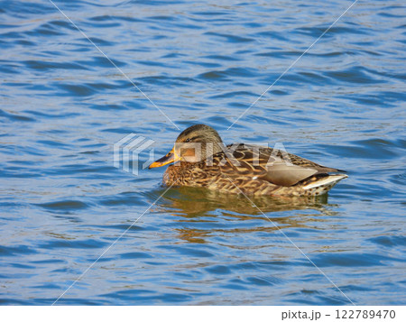 川で泳ぐマガモのメス 122789470