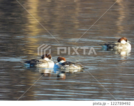 池で泳ぐミコアイサのメス 池で泳ぐミコアイサのメス 122789492
