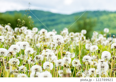 dandelion meadow in rural landscape. beautiful nature scenery with blooming fluffy weeds in morning light. clouds on the sky above the distant mountain. countryside in springtime dandelion meadow in rural landscape. beautiful nature scenery with blooming fluffy weeds in morning light. clouds on the sky above the distant mountain. countryside in springtime 122789921