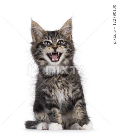Kitten on white background 122790130