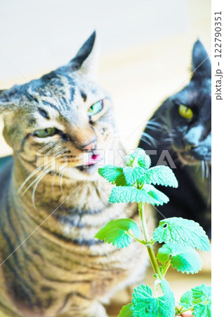部屋の中でキャットニップの葉を食べるキジネコと後ろで眺める黒猫 122790351
