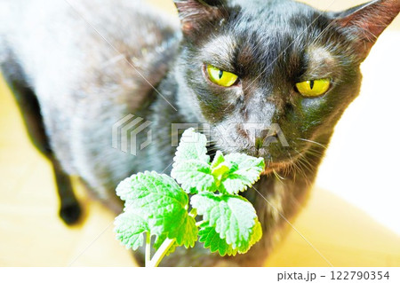 室内に持ち込まれたイヌハッカに興味を示す飼い猫の黒猫の顔のクローズアップ 122790354