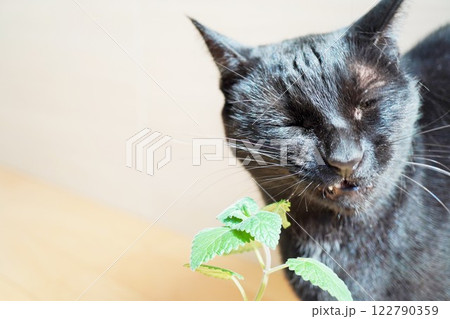 キャットミントの清涼感に思わず目をつぶる黒猫 122790359