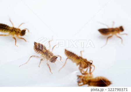 白背景の水中をたくさん泳ぐシオカラトンボのヤゴ 122790371