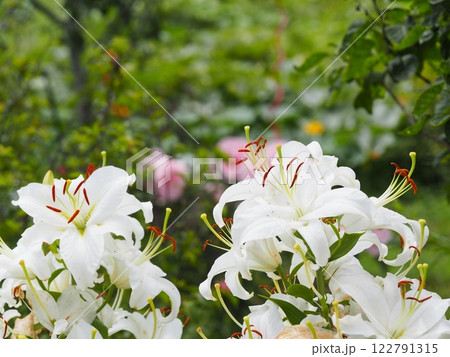 庭の白ユリの花 庭の白ユリの花 122791315