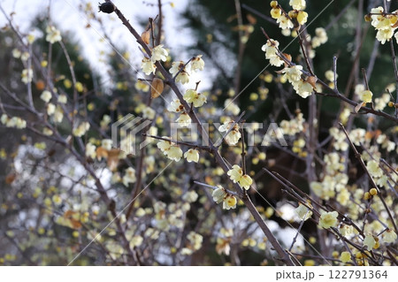 冬の公園に咲く黄色いロウバイの花 冬の公園に咲く黄色いロウバイの花 122791364