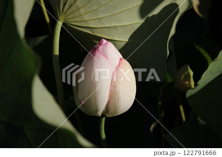 蓮 ・・・・・◦ LOTUS ◦・・・・・ 蓮 ・・・・・◦ LOTUS ◦・・・・・ 122791666