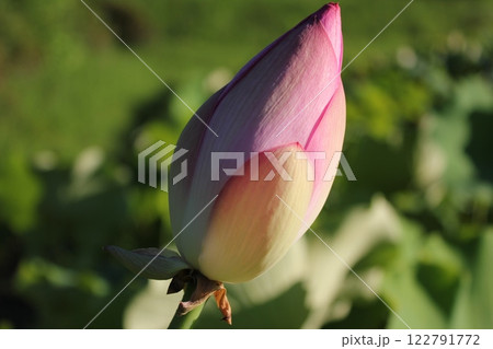 蓮　　　　　　・・・・・◦  LOTUS  ◦・・・・・ 122791772