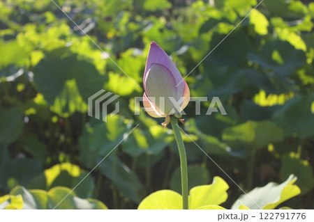 蓮　　　　　　・・・・・◦  LOTUS  ◦・・・・・ 122791776