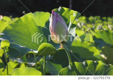蓮　　　　　　・・・・・◦  LOTUS  ◦・・・・・ 122791778