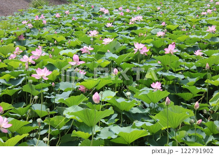 蓮 ・・・・・◦ LOTUS ◦・・・・・ 蓮 ・・・・・◦ LOTUS ◦・・・・・ 122791902