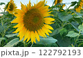 Colorful yellow sunflower. Close-up of blooming sunflower in sunflower field at sunset. Organic agriculture, environmental protection. Cinematic landscape of blooming yellow sunflowers 122792193
