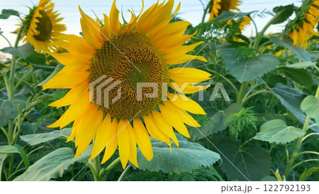 Colorful yellow sunflower. Close-up of blooming sunflower in sunflower field at sunset. Organic agriculture, environmental protection. Cinematic landscape of blooming yellow sunflowers 122792193