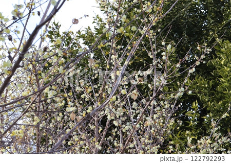 冬の公園に咲く黄色い小さなロウバイの花 122792293