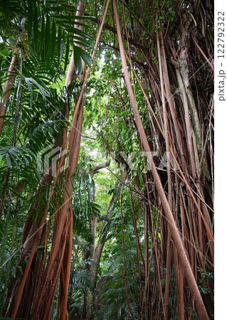 Vines tightly wrap around trees in the rainforest Vines tightly wrap around trees in the rainforest 122792322