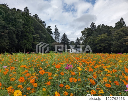 高原に咲くキバナコスモス 122792468