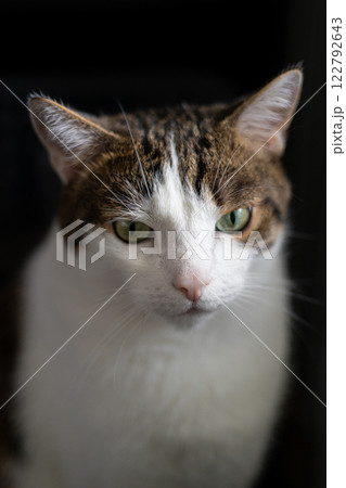 Kitty pink nose closeup. A cat's muzzle. Domestic animals Portrait. Fragment. White with gray cat Kitty pink nose closeup. A cat's muzzle. Domestic animals Portrait. Fragment. White with gray cat 122792643