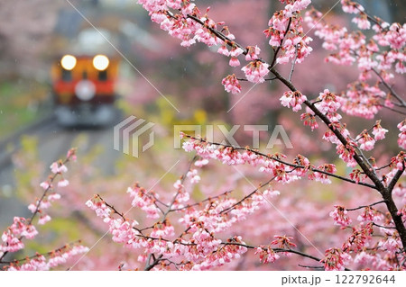 わたらせ渓谷鐵道「春雨の中の桜と列車を背景に」 122792644