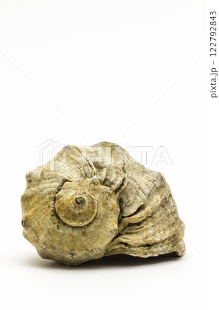 Large beige seashell Large beige seashell 122792843