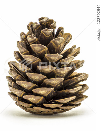 Forest coniferous bump Forest coniferous bump 122792944