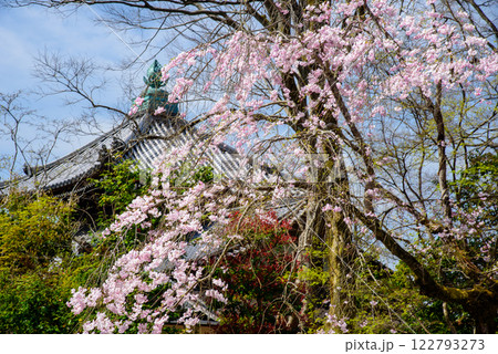 法然院の桜 法然院の桜 122793273