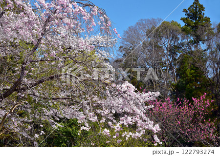 法然院の桜 法然院の桜 122793274