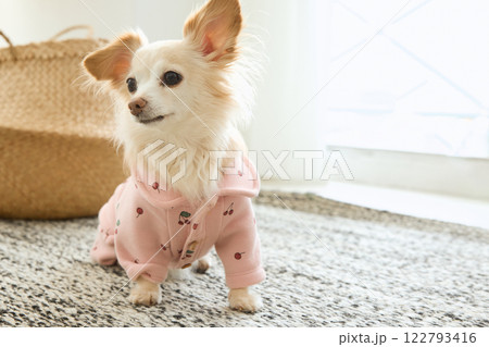 リビングで遊ぶチワワ 122793416