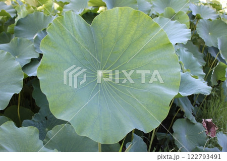 蓮 ・・・・・◦ LOTUS ◦・・・・・ 蓮 ・・・・・◦ LOTUS ◦・・・・・ 122793491