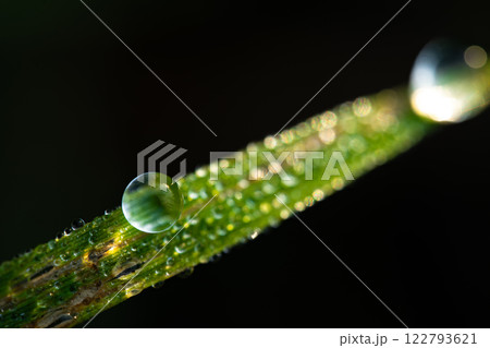 water drop on leaf 122793621