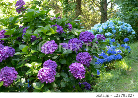 Dark purple and light blue hydrangea flowering plants in the forest garden Dark purple and light blue hydrangea flowering plants in the forest garden 122793827