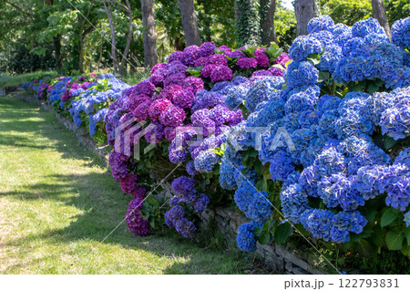 Hydrangea shrubs with purple and blue flowers garden hedge on the stone retaining wall. Hydrangea shrubs with purple and blue flowers garden hedge on the stone retaining wall. 122793831