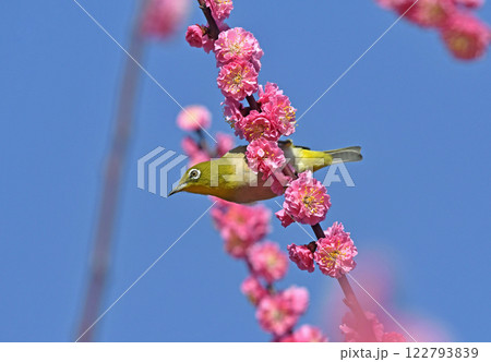 満開の紅梅にメジロがやって来た（ 春イメージ ）（ 躍動イメージ ） 122793839