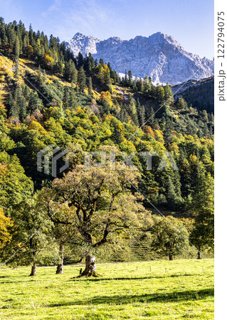 maple trees at Ahornboden, Karwendel mountains, Tyrol, Austria maple trees at Ahornboden, Karwendel mountains, Tyrol, Austria 122794075