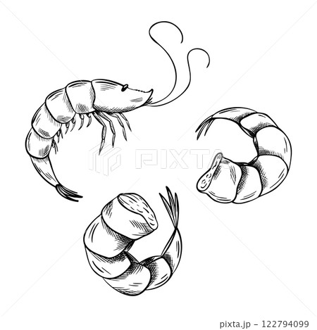 Set of Vector peeled Shrimp Silhouette. Sketch of seafood. Hand Drawn linear Symbol. Monochrome illustration for icon, menu, package. Engraving Marine food art 122794099