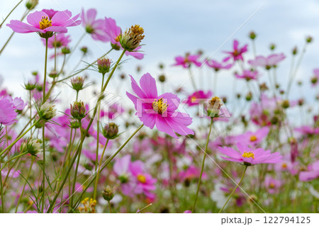 秋風にそよぐピンクのコスモス 秋風にそよぐピンクのコスモス 122794125