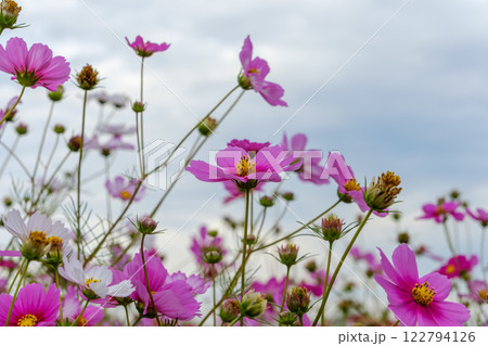 秋風にそよぐピンクのコスモス 秋風にそよぐピンクのコスモス 122794126