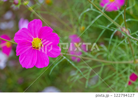 鮮やかなピンクのコスモスの花 鮮やかなピンクのコスモスの花 122794127