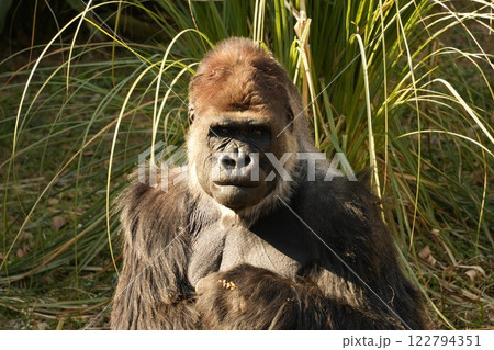 草を食べるゴリラ 122794351