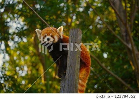木に登るレッサーパンダ 122794352