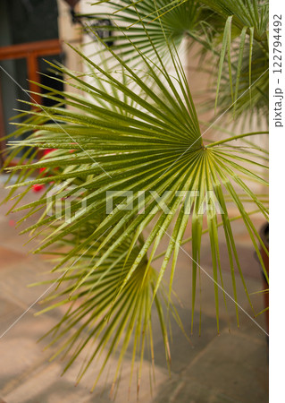 Livistona palm tree plant in large pots on a pavement in the old town of Prague, Czech Republic Livistona palm tree plant in large pots on a pavement in the old town of Prague, Czech Republic 122794492