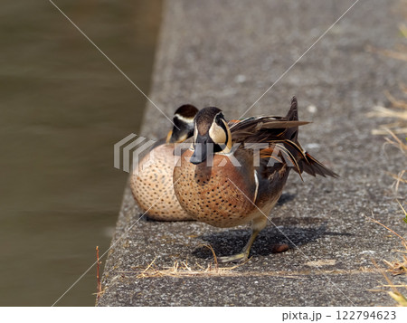 トモエガモ 122794623