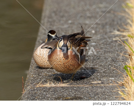 トモエガモ 122794624