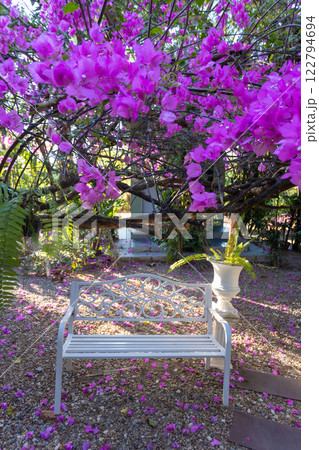 A vintage white chair, surrounded by the beauty of pink bougainvillea flowers in the evening, perfect for relaxing 122794694