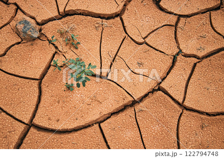 New life amid drought. Takir, takyr soil and green plant in desert 122794748