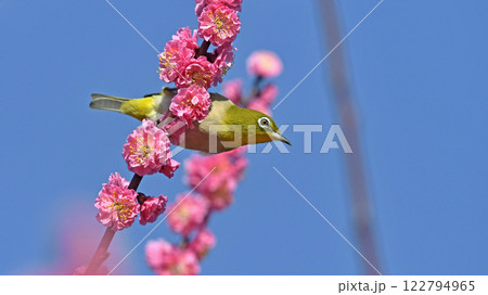 満開の紅梅にメジロがやって来た（ 春イメージ ）（ 躍動イメージ ） 122794965