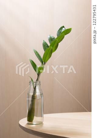 A zamioculcas zamiifolia or zz plant stem. A zamioculcas zamiifolia or zz plant stem. 122795431