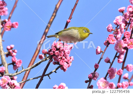 満開の紅梅にメジロさん （ 春イメージ ）（ ほのぼのイメージ ） 122795456