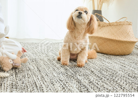 リビングで愛犬と遊ぶ女性 122795554